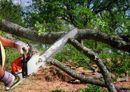 Best Tree Mulching  in Hagerman, ID