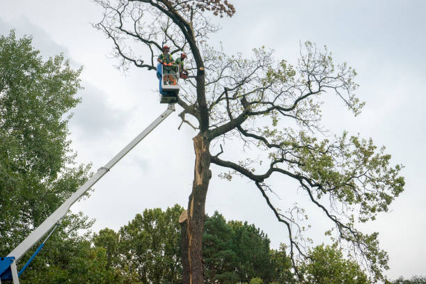 Best Utility Line Clearance  in Hagerman, ID