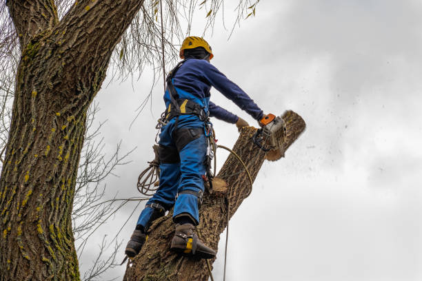 Best Tree Health Inspection  in Hagerman, ID